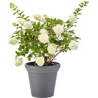ProGarden Pflanztopf grau Kunststoff H/D: ca. 35x38 cm Pflanztopf - grau (38,00/35,00cm) - ProGarden