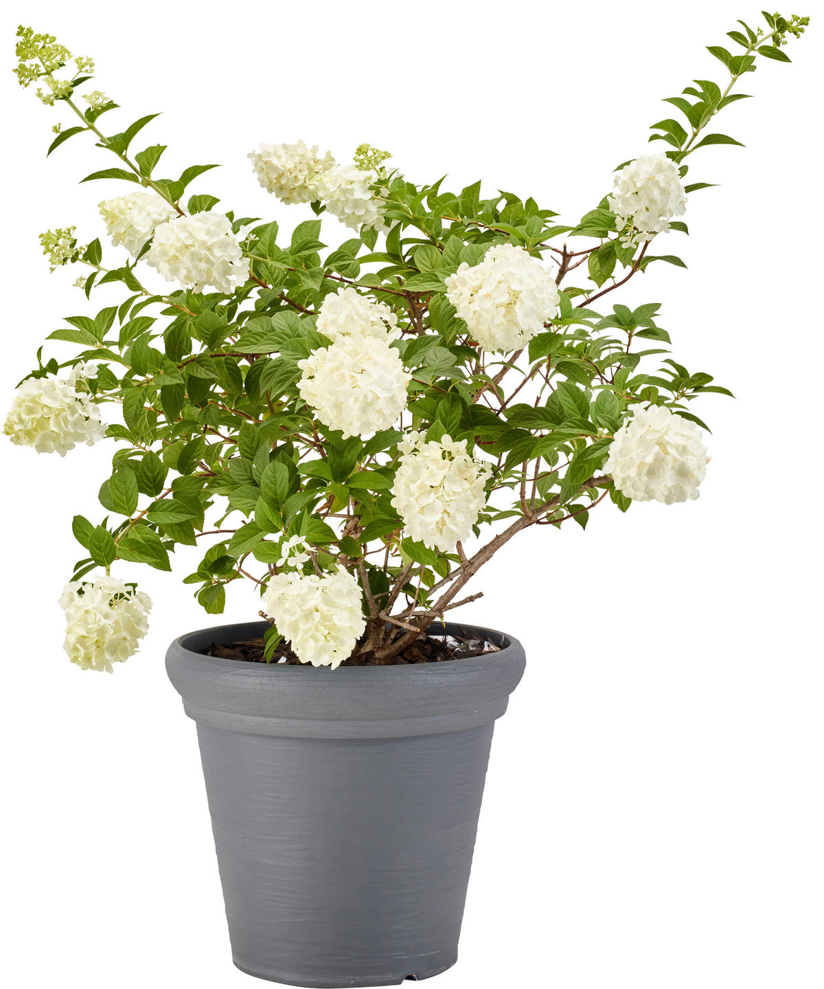 ProGarden Pflanztopf grau Kunststoff H/D: ca. 35x38 cm Pflanztopf - grau (38,00/35,00cm) - ProGarden