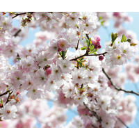 Komar Fototapete Spring B/L: ca. 300x250 cm Spring - (300,00/250,00cm) - Komar
