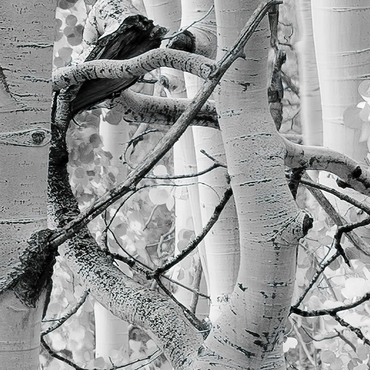 Komar Fototapete Espenwald B/L: ca. 450x280 cm Espenwald - (450,00/280,00cm) - Komar