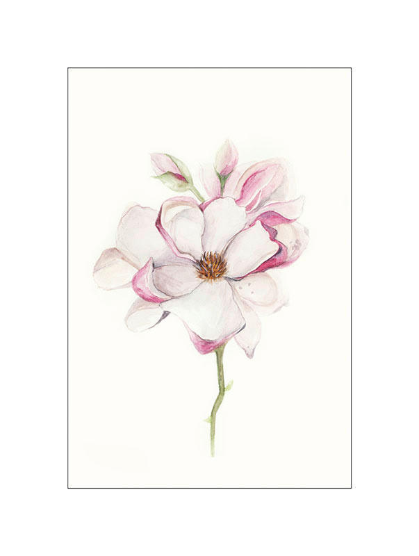 Komar Poster Magnolia Blossom Magnolie B/L: ca. 30x40 cm