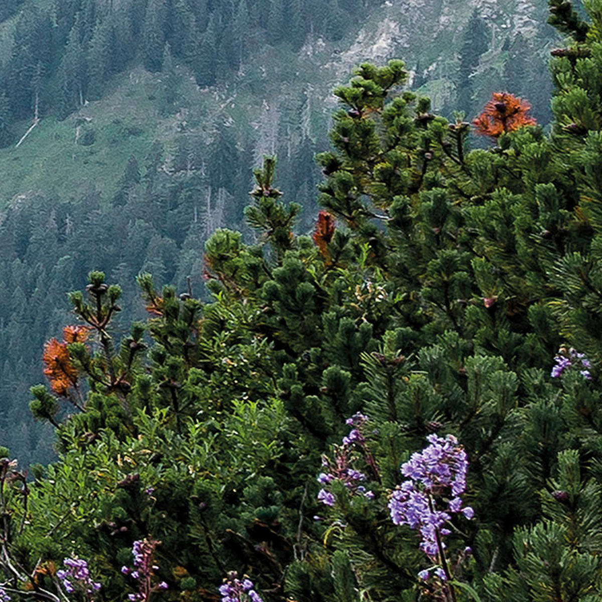 Komar Fototapete Alps B/L: ca. 400x250 cm Alps - (400,00/250,00cm) - Komar