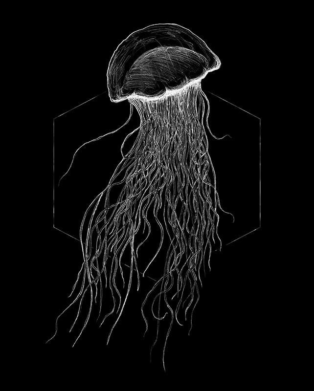 Komar Poster Jellyfish Black Tiere B/L: ca. 40x50 cm günstig online kaufen