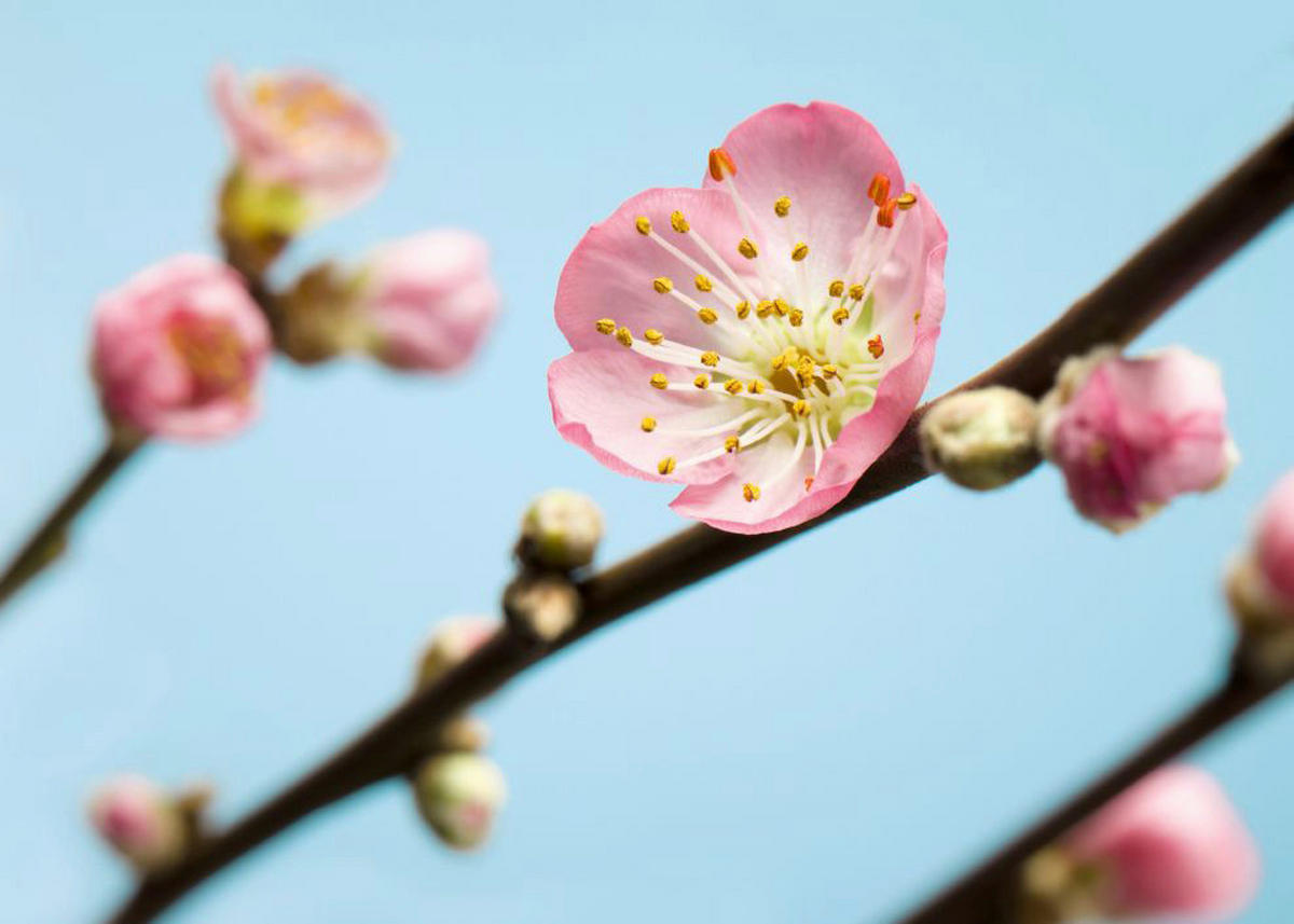 Komar Fototapete Peach Blossom B/L: ca. 350x250 cm Peach Blossom - (350,00/250,00cm) - Komar