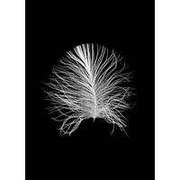 Komar Poster Feather Black Feder B/L: ca. 50x70 cm Feather Black - (50,00/70,00cm) - Komar