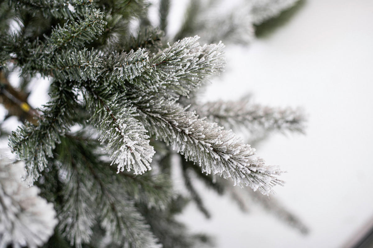 Evergreen Weihnachtsbaum Cedar Kiefer grün PVC B/H: ca. 114x210 cm Cedar Kiefer - grün (114,00/210,00cm) - Evergreen