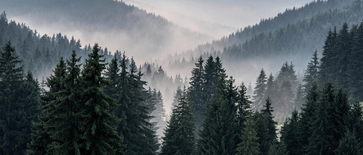 Bönninghoff Keilrahmenbild Wald B/H/L: ca. 60x2,3x140 cm ▷ online bei POCO  kaufen