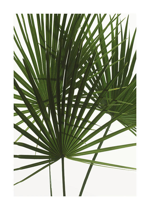 Komar Poster Palmtree Leaves Pflanzen B/L: ca. 50x70 cm