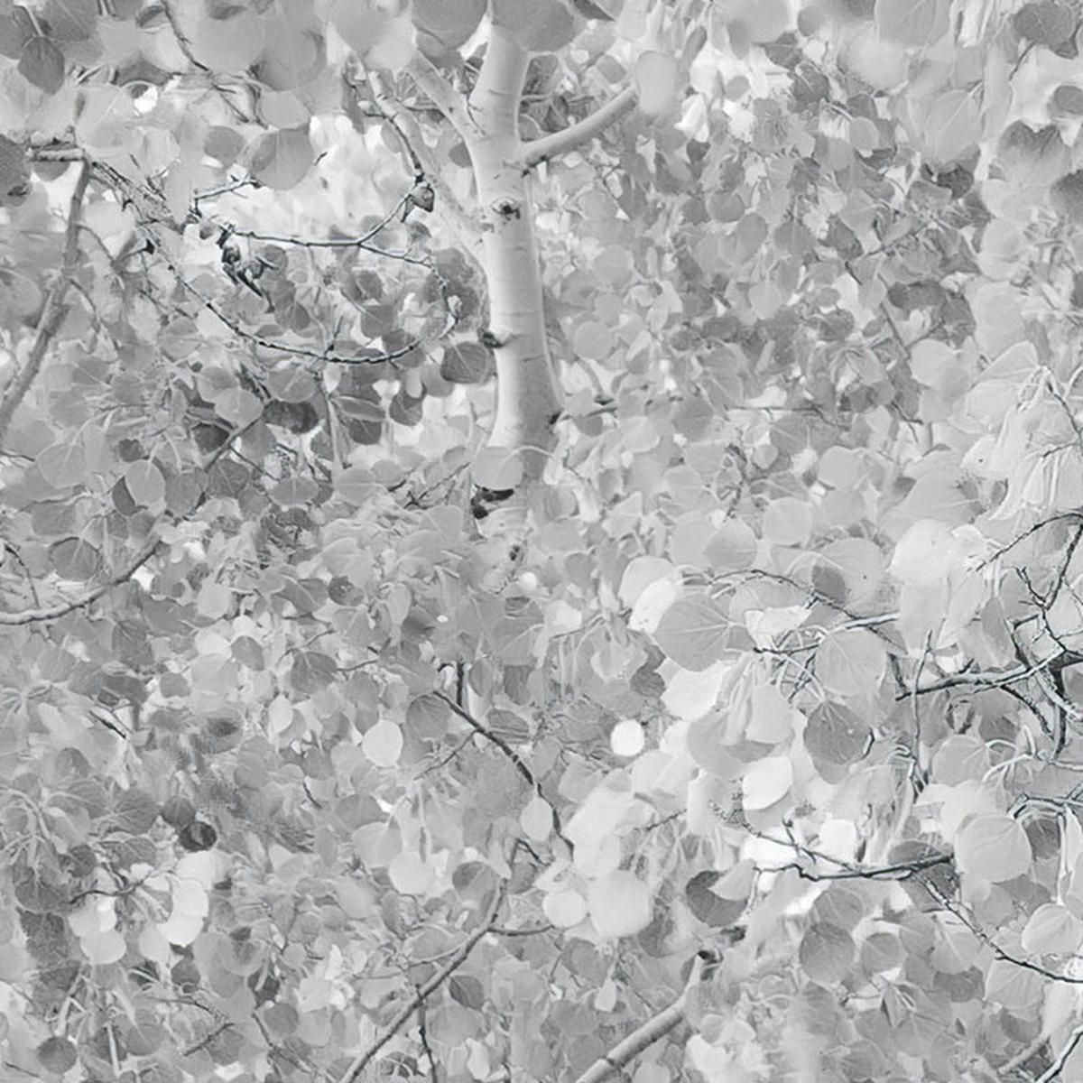 Komar Fototapete Espenwald B/L: ca. 450x280 cm Espenwald - (450,00/280,00cm) - Komar