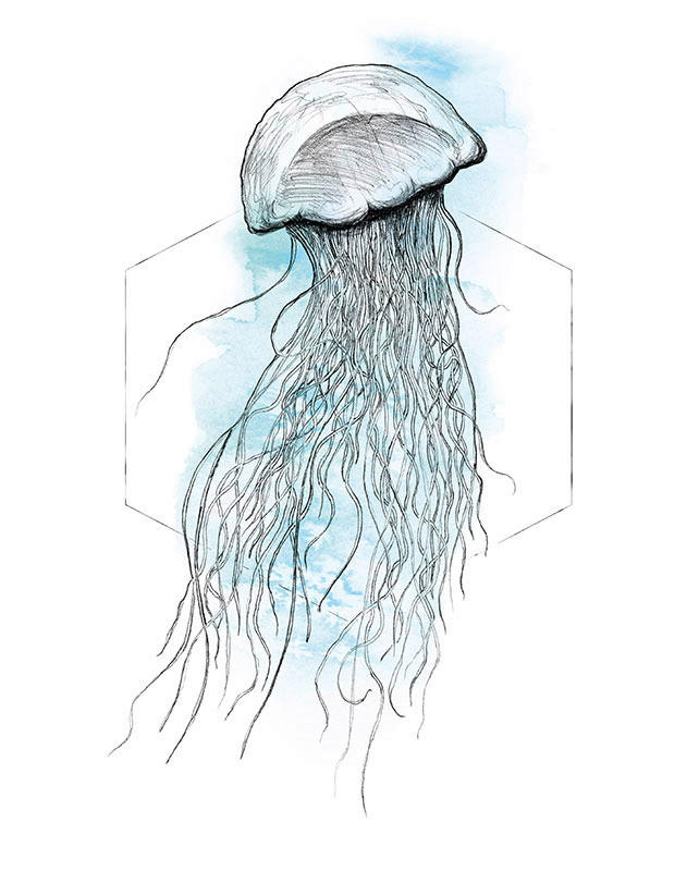 Komar Poster Jellyfish Watercolor Tiere B/L: ca. 40x50 cm günstig online kaufen