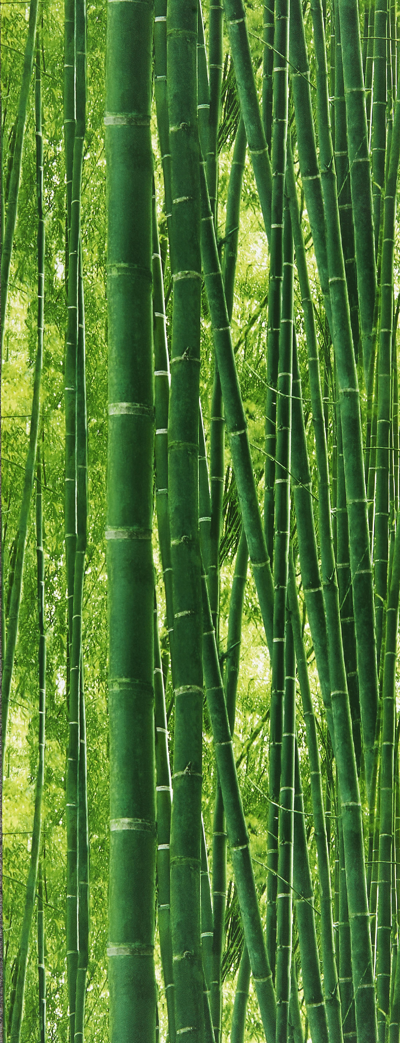 Papiertapete Bambus grün B/L: ca. 53x1005 cm Papiertapete_9387-18 - grün (53,00/1005,00cm)