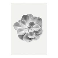 Komar Poster Succulent Aeonium Pflanzen B/L: ca. 50x70 cm Succulent Aeonium - (50,00/70,00cm) - Komar