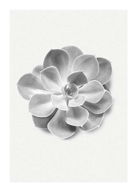 Komar Poster Succulent Aeonium Pflanzen B/L: ca. 50x70 cm