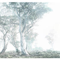 Komar Fototapete Magic Trees B/L: ca. 300x280 cm Magic Trees - (300,00/280,00cm) - Komar