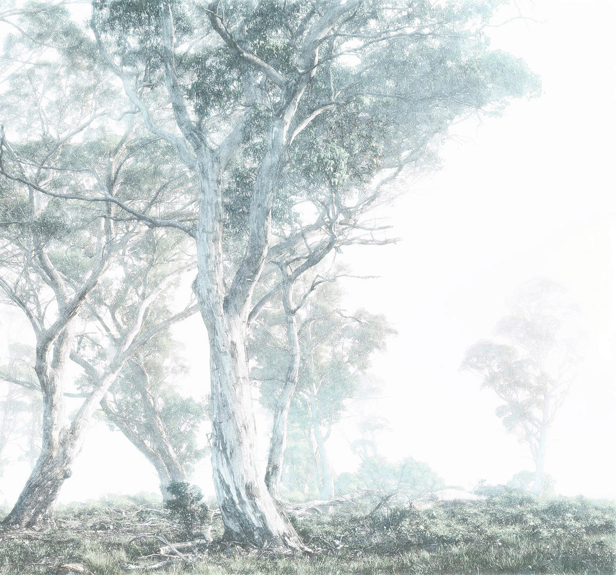 Komar Fototapete Magic Trees B/L: ca. 300x280 cm Magic Trees - (300,00/280,00cm) - Komar