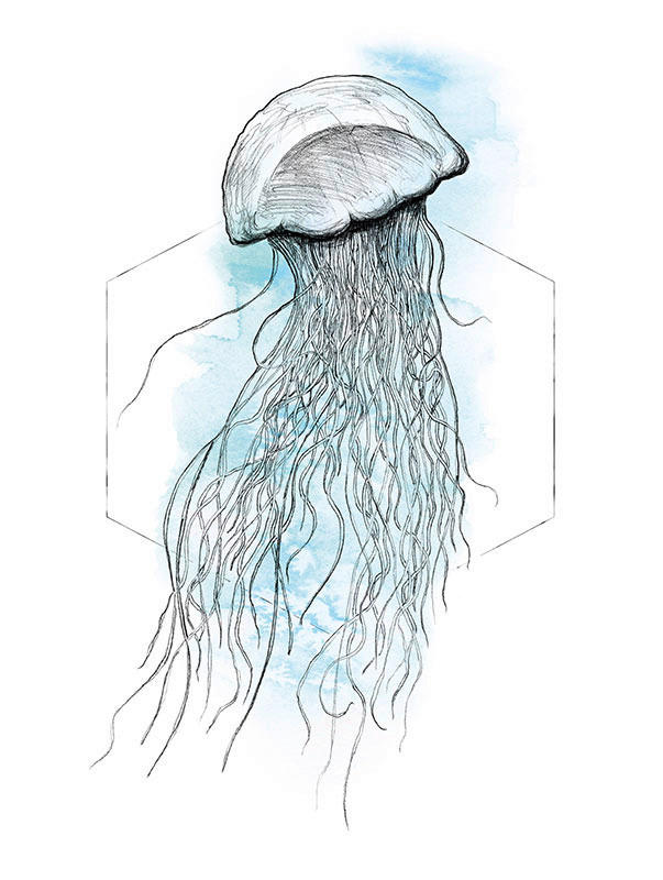 Komar Poster Jellyfish Watercolor Tiere B/L: ca. 30x40 cm günstig online kaufen