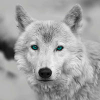 Bönninghoff Keilrahmenbild Wolf B/L: ca. 35x35 cm Keilrahmenbild 35x35cm - (35,00/35,00cm) - Bönninghoff