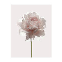 Komar Poster Rose Rose B/L: ca. 40x50 cm Rose - (40,00/50,00cm) - Komar