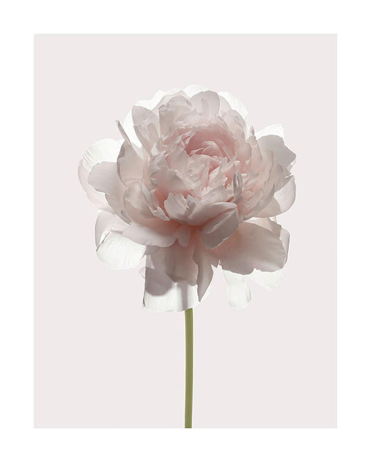Komar Poster Rose Rose B/L: ca. 40x50 cm Rose - (40,00/50,00cm) - Komar