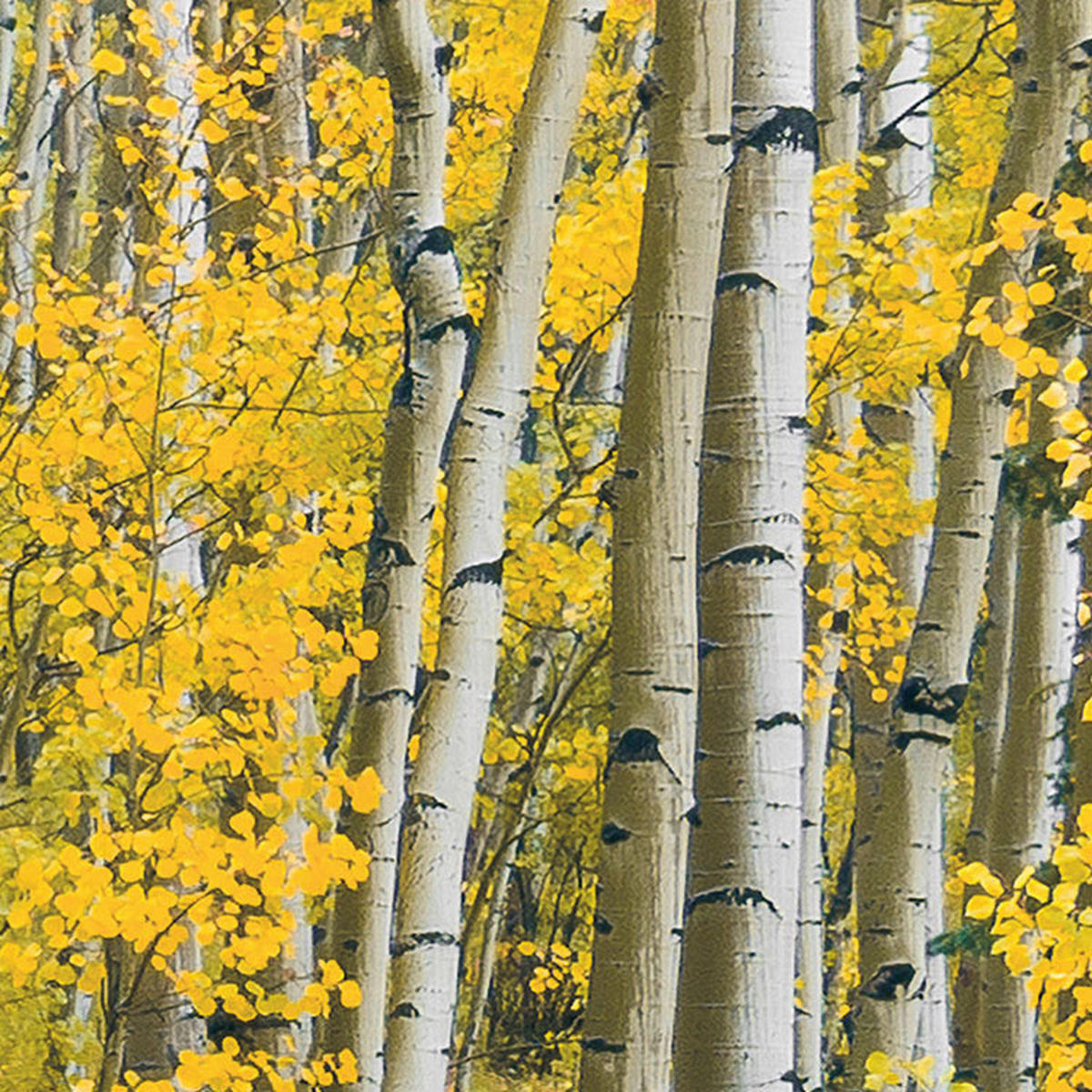 Komar Fototapete Orange Forest B/L: ca. 400x250 cm Orange Forest - (400,00/250,00cm) - Komar