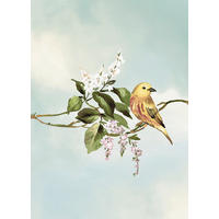 Komar Poster Gazouillis des Oiseaux Gazouillis des Oiseaux - Komar
