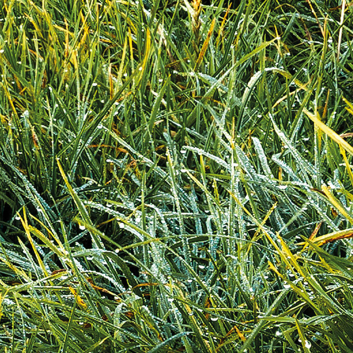 Komar Fototapete Himmlisch B/L: ca. 450x280 cm Himmlisch - (450,00/280,00cm) - Komar