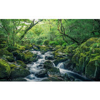 Komar Fototapete Green Tales B/L: ca. 400x250 cm Green Tales - (400,00/250,00cm) - Komar