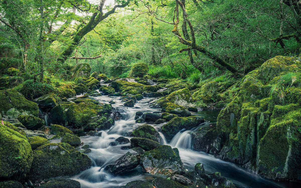 Komar Fototapete Green Tales B/L: ca. 400x250 cm Green Tales - (400,00/250,00cm) - Komar