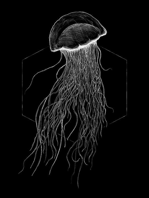 Komar Wandbild Jellyfish Black Tiere B/L: ca. 30x40 cm günstig online kaufen