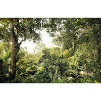 Komar Fototapete Dschungel X8-024 B/H: ca. 400x260 cm Dschungel X8-024 - (400,00/260,00cm) - Komar