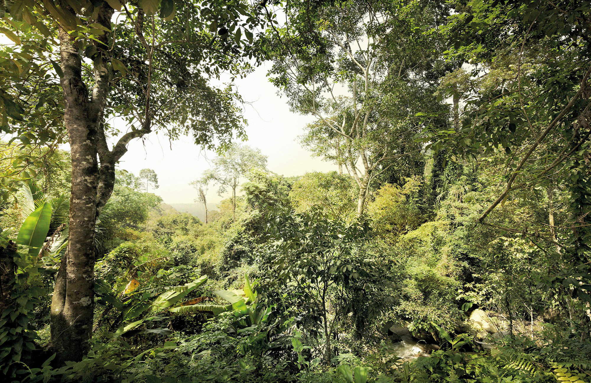 Komar Fototapete Dschungel X8-024 B/H: ca. 400x260 cm