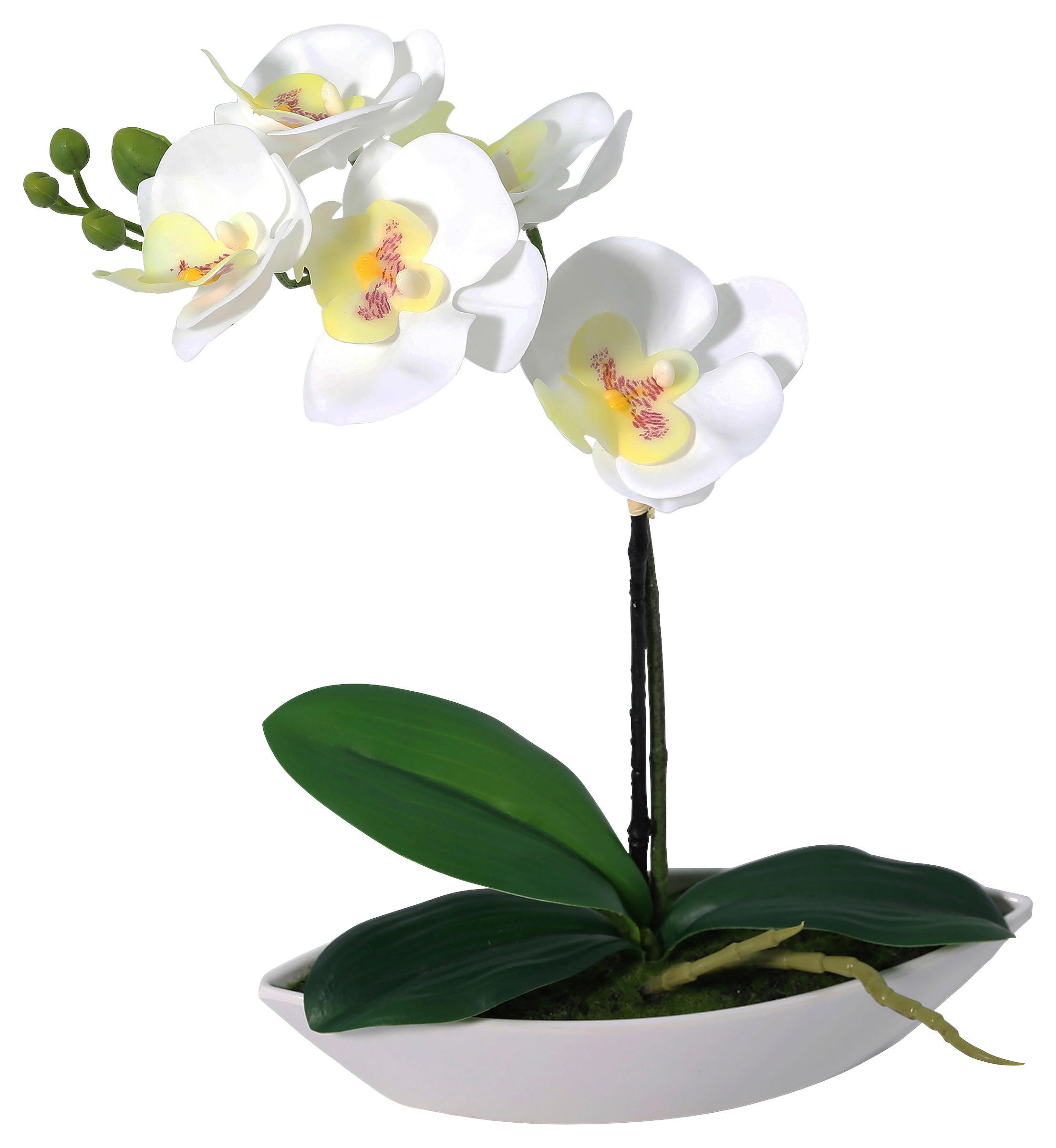 Orchidee weiß Kunststoff B/H/L: ca. 8x30x24 cm Orchidee - weiß (24,00/8,00/30,00cm)