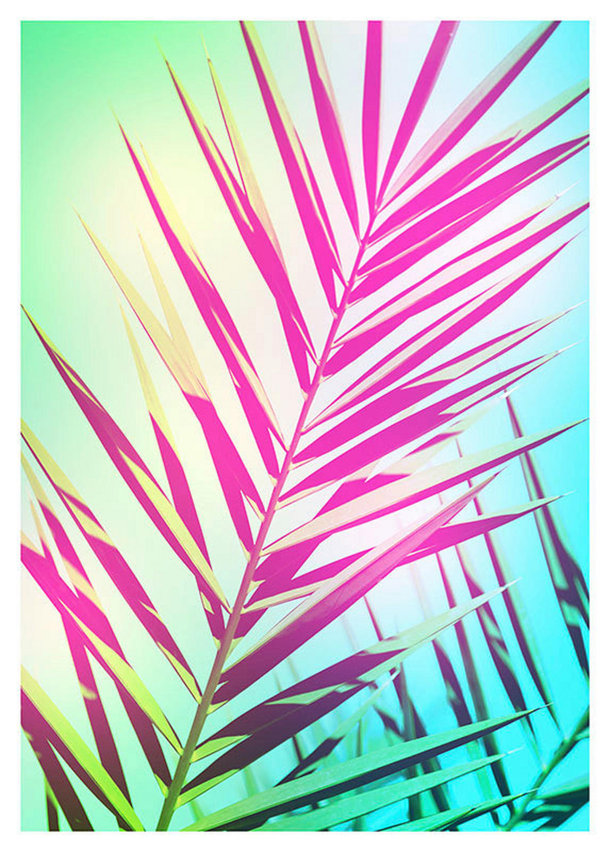 Komar Poster Shine Palmenblätter B/L: ca. 50x70 cm Shine - (50,00/70,00cm) - Komar