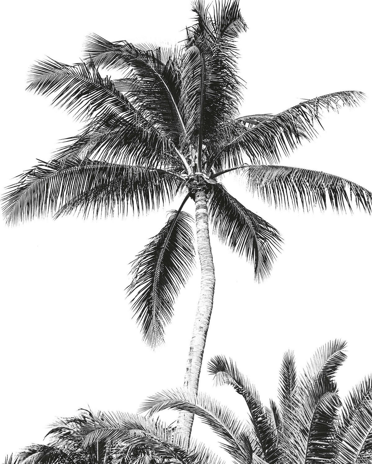 Komar Fototapete Retro Palm B/L: ca. 200x250 cm Retro Palm - (200,00/250,00cm) - Komar