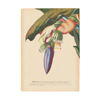 Komar Poster Banana Heart Pflanzen B/L: ca. 30x40 cm Banana Heart - (30,00/40,00cm) - Komar