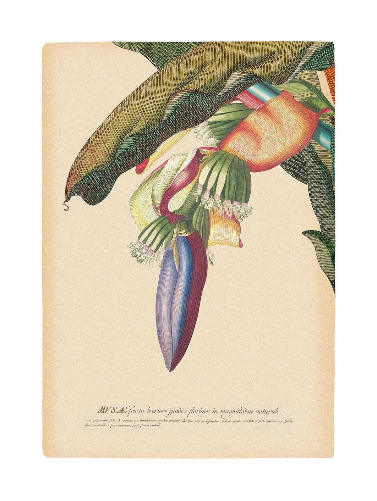 Komar Poster Banana Heart Pflanzen B/L: ca. 30x40 cm Banana Heart - (30,00/40,00cm) - Komar