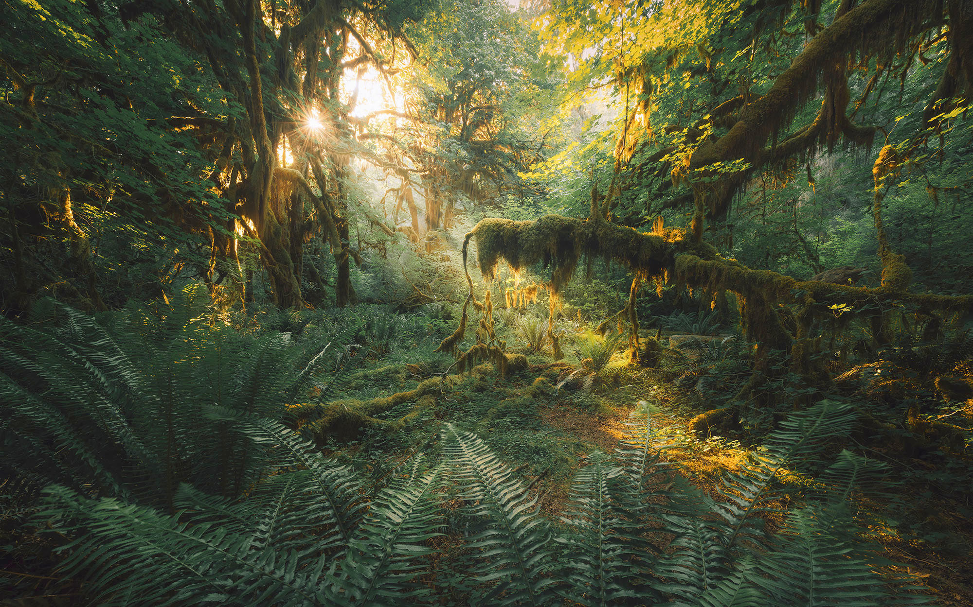 Komar Fototapete Hall of Mosses B/L: ca. 400x250 cm Hall of Mosses - (400,00/250,00cm) - Komar