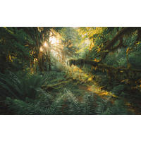 Komar Fototapete Hall of Mosses B/L: ca. 400x250 cm Hall of Mosses - (400,00/250,00cm) - Komar