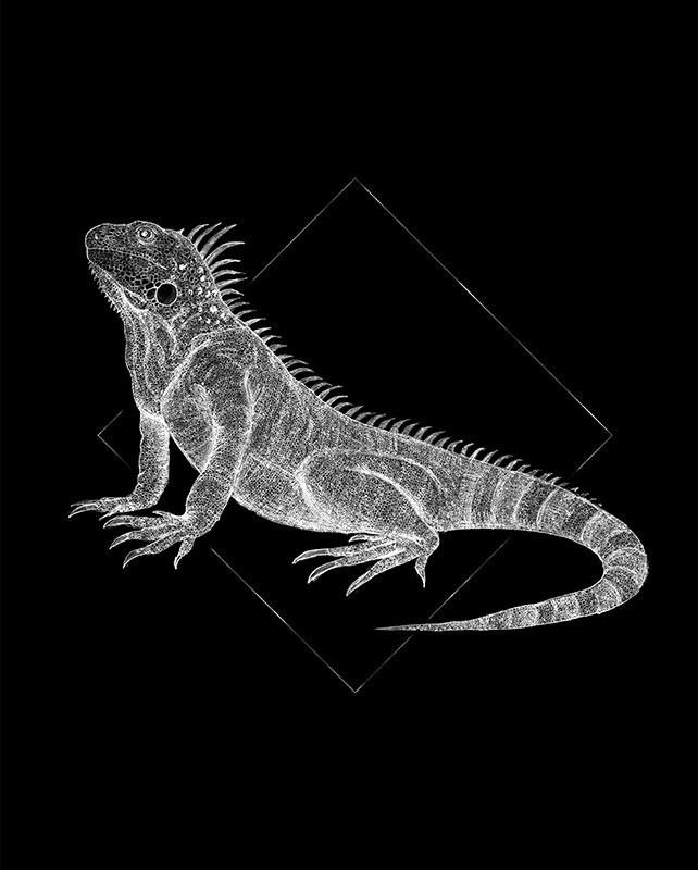 Komar Poster Iguana Black Tiere B/L: ca. 40x50 cm günstig online kaufen