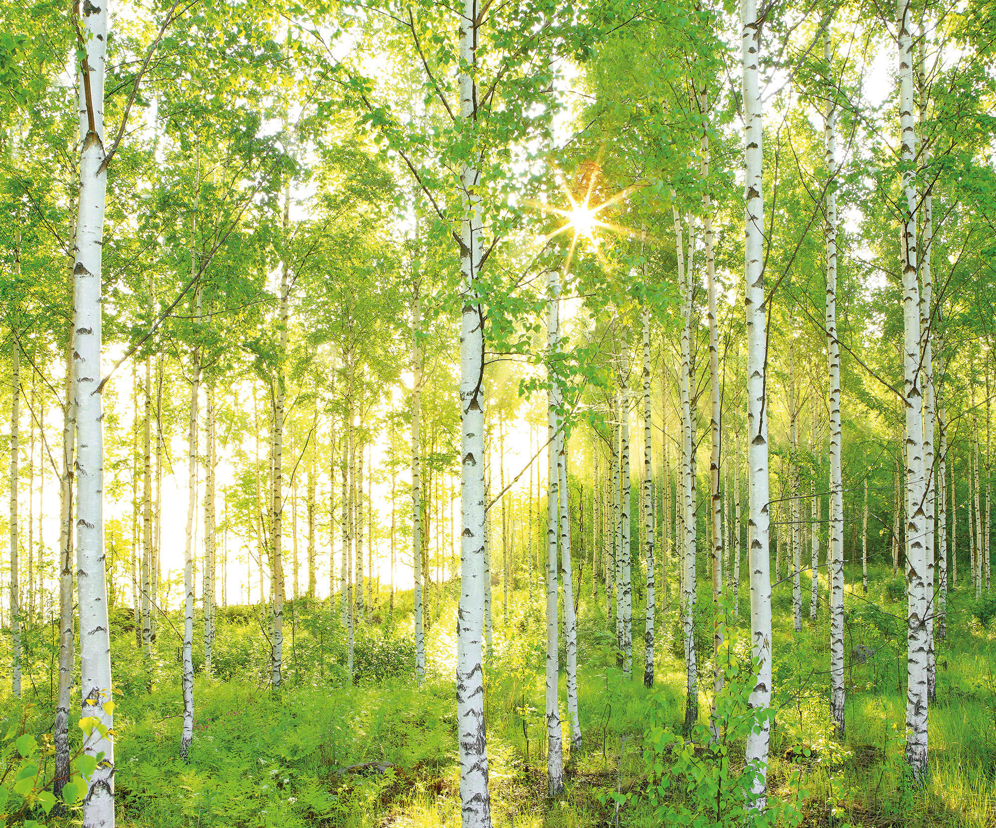 Komar Fototapete Sunday B/L: ca. 300x250 cm Sunday - (300,00/250,00cm) - Komar