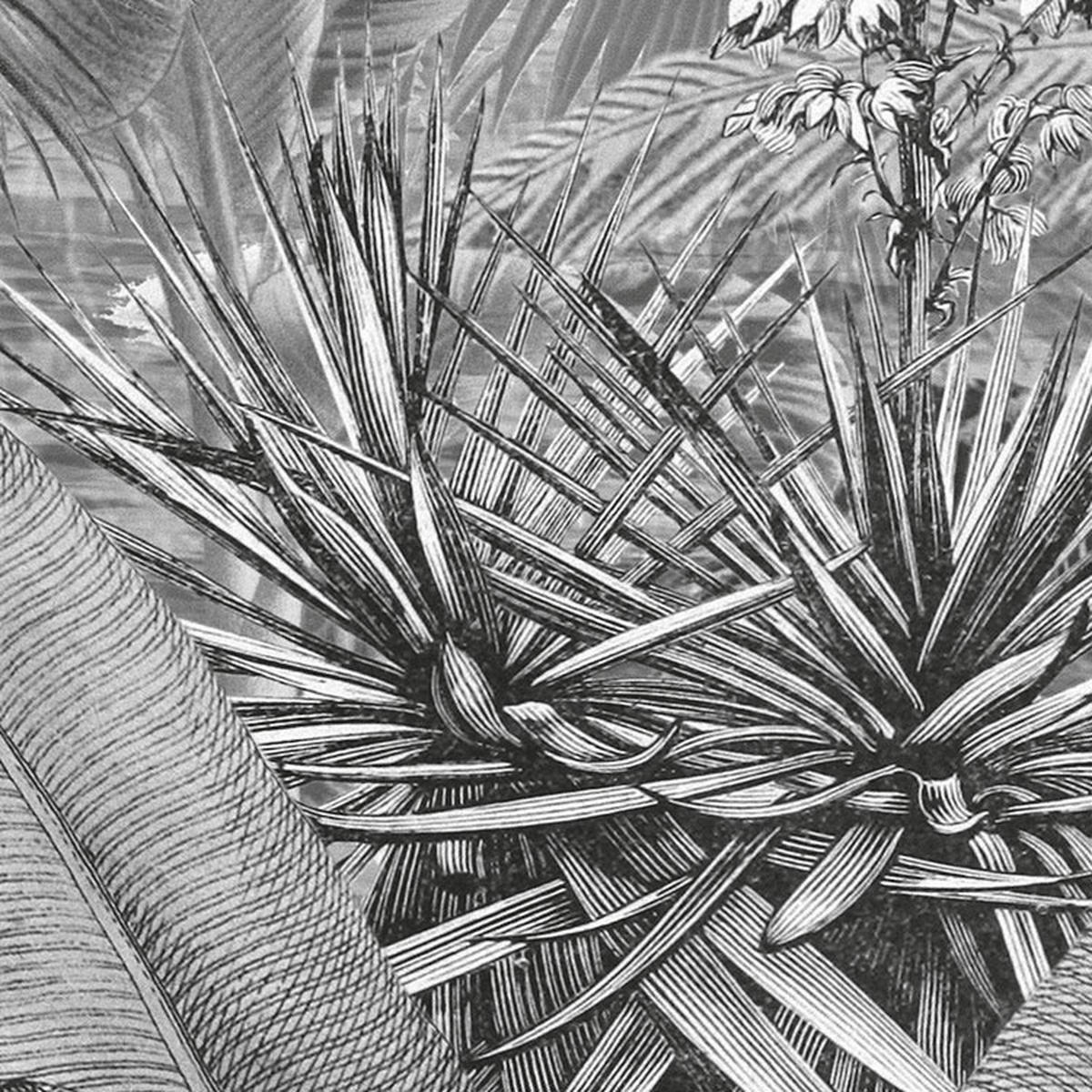 Komar Fototapete Amazonia Black & White B/L: ca. 400x250 cm Amazonia Black & White - (400,00/250,00cm) - Komar
