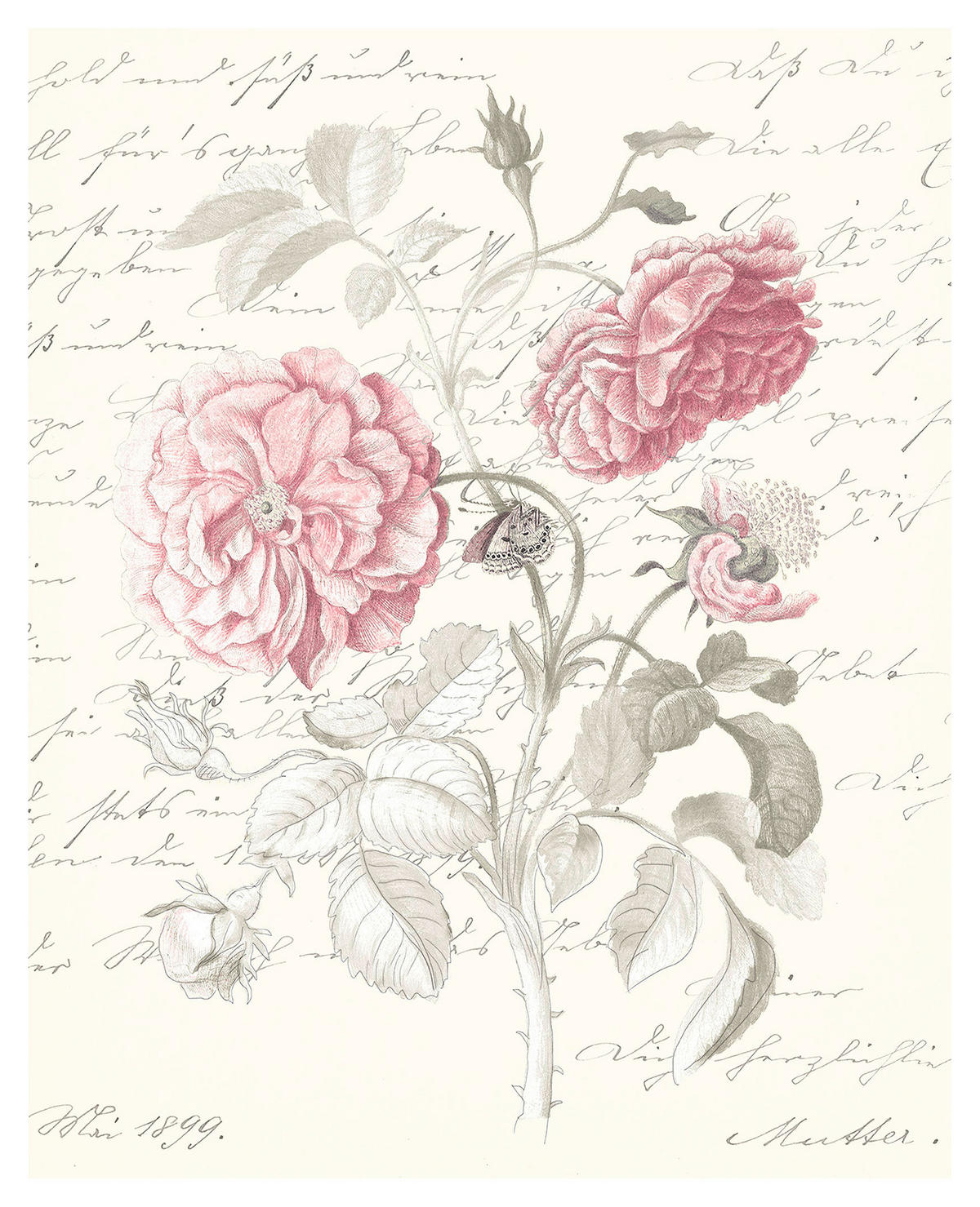 Komar Poster Poème Rose Rosen B/L: ca. 40x50 cm Poème Rose - (40,00/50,00cm) - Komar