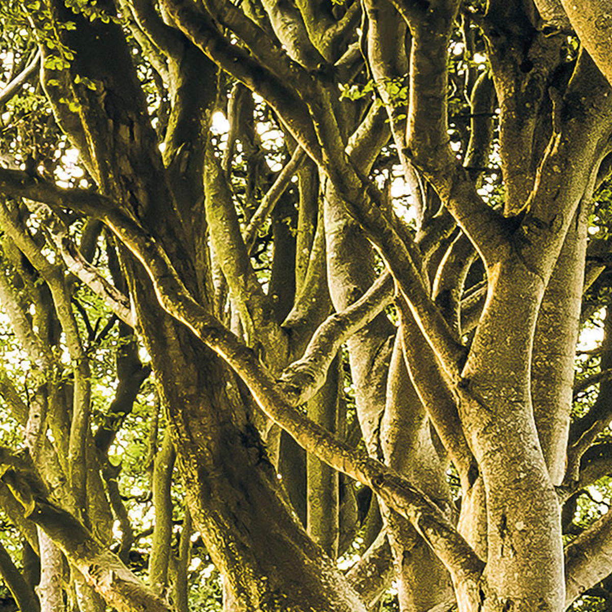 Komar Fototapete Golden Hedges B/L: ca. 400x250 cm Golden Hedges - (400,00/250,00cm) - Komar