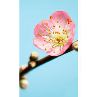 Komar Fototapete Peach Blossom Kirschblüte B/L: ca. 150x250 cm Peach Blossom - (150,00/250,00cm) - Komar