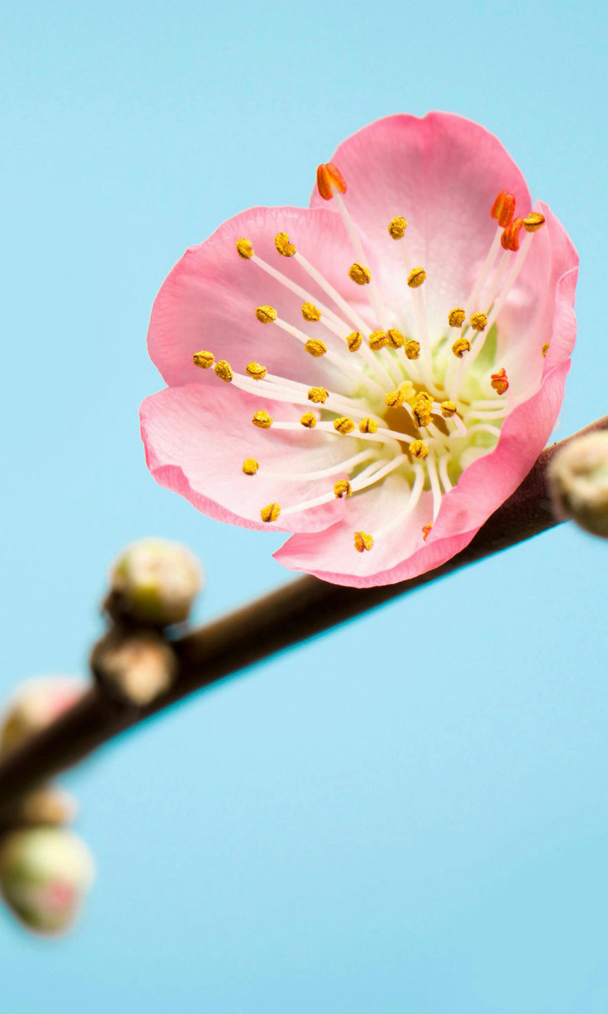Komar Fototapete Peach Blossom Kirschblüte B/L: ca. 150x250 cm Peach Blossom - (150,00/250,00cm) - Komar