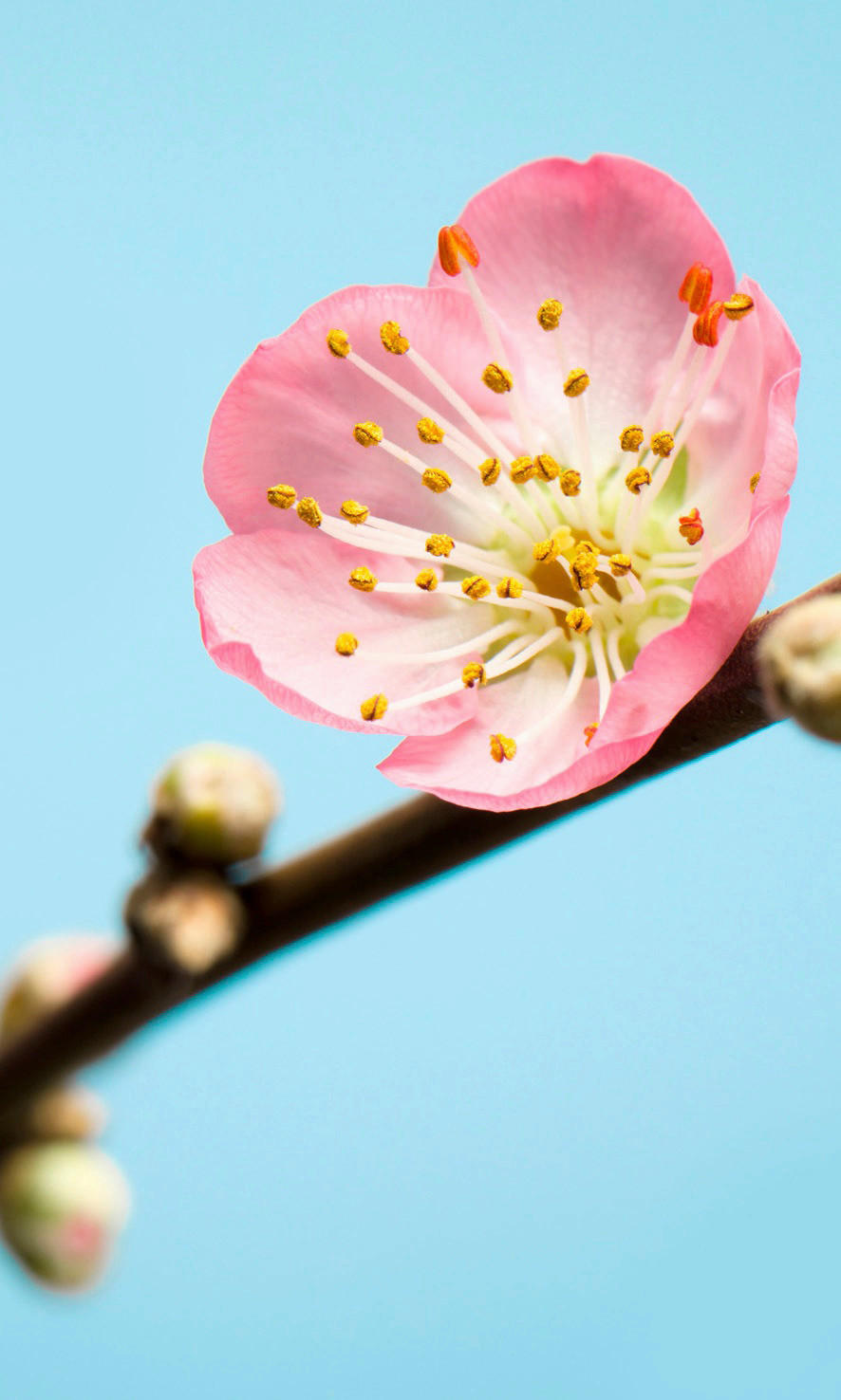 Komar Fototapete Peach Blossom Kirschblüte B/L: ca. 150x250 cm