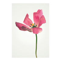Komar Poster Tulip Tulpe B/L: ca. 40x50 cm Tulip - (40,00/50,00cm) - Komar