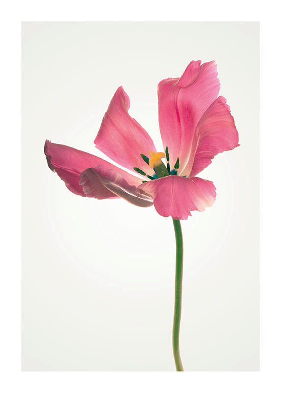 Komar Poster Tulip Tulpe B/L: ca. 40x50 cm günstig online kaufen