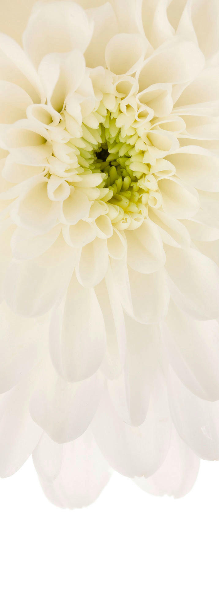 Komar Fototapete Beautiful B/L: ca. 100x280 cm Beautiful - (100,00/280,00cm) - Komar