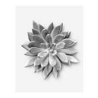 Komar Poster Succulent Agave Pflanzen B/L: ca. 40x50 cm Succulent Agave - (40,00/50,00cm) - Komar